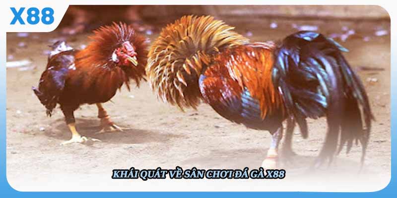 Giới thiệu tổng quan sảnh đá gà X88 trực tuyến